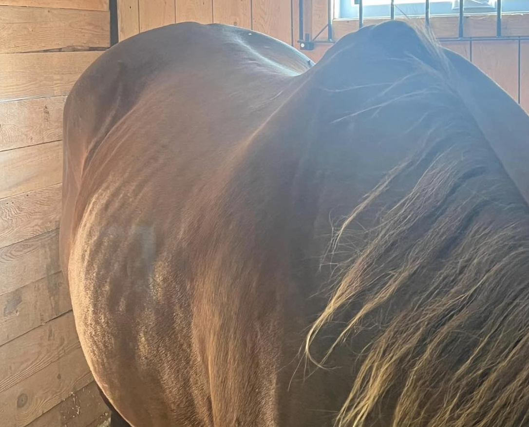 Des chevaux maltraités dans un camp équestre de SaintMathiassurRichelieu Le Journal de Chambly